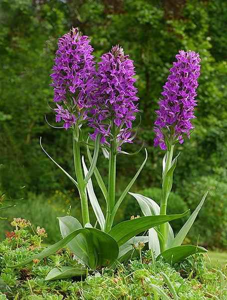 Dactylorhiza purpurella